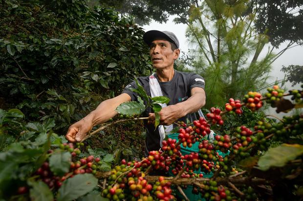 Café, cacao, paltas y cítricos: la iniciativa que reactivó más de 20 mil hectáreas de cultivos alternativos en el VRAEM